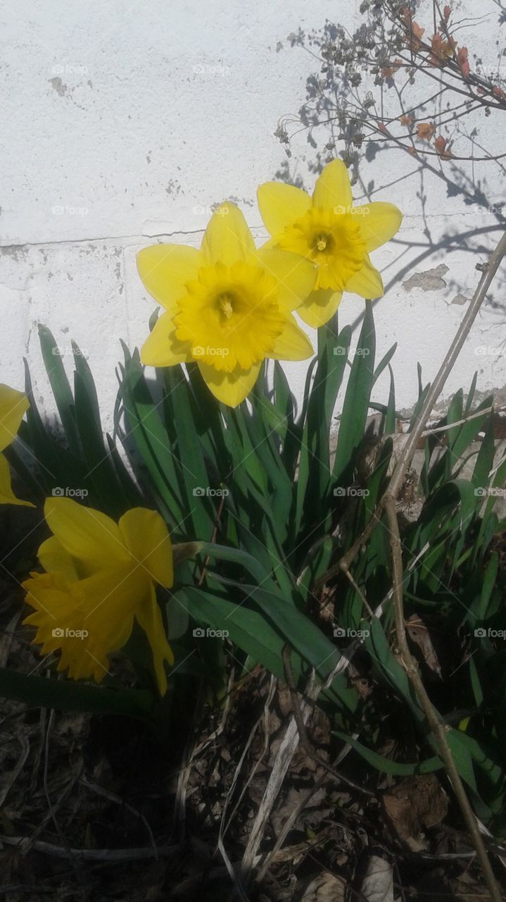 daffodil . stopped to capture a sure sign of spring 
