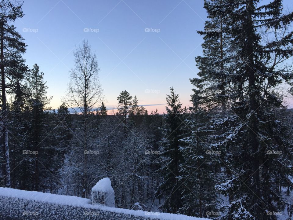 Snow, Winter, Tree, Wood, Landscape
