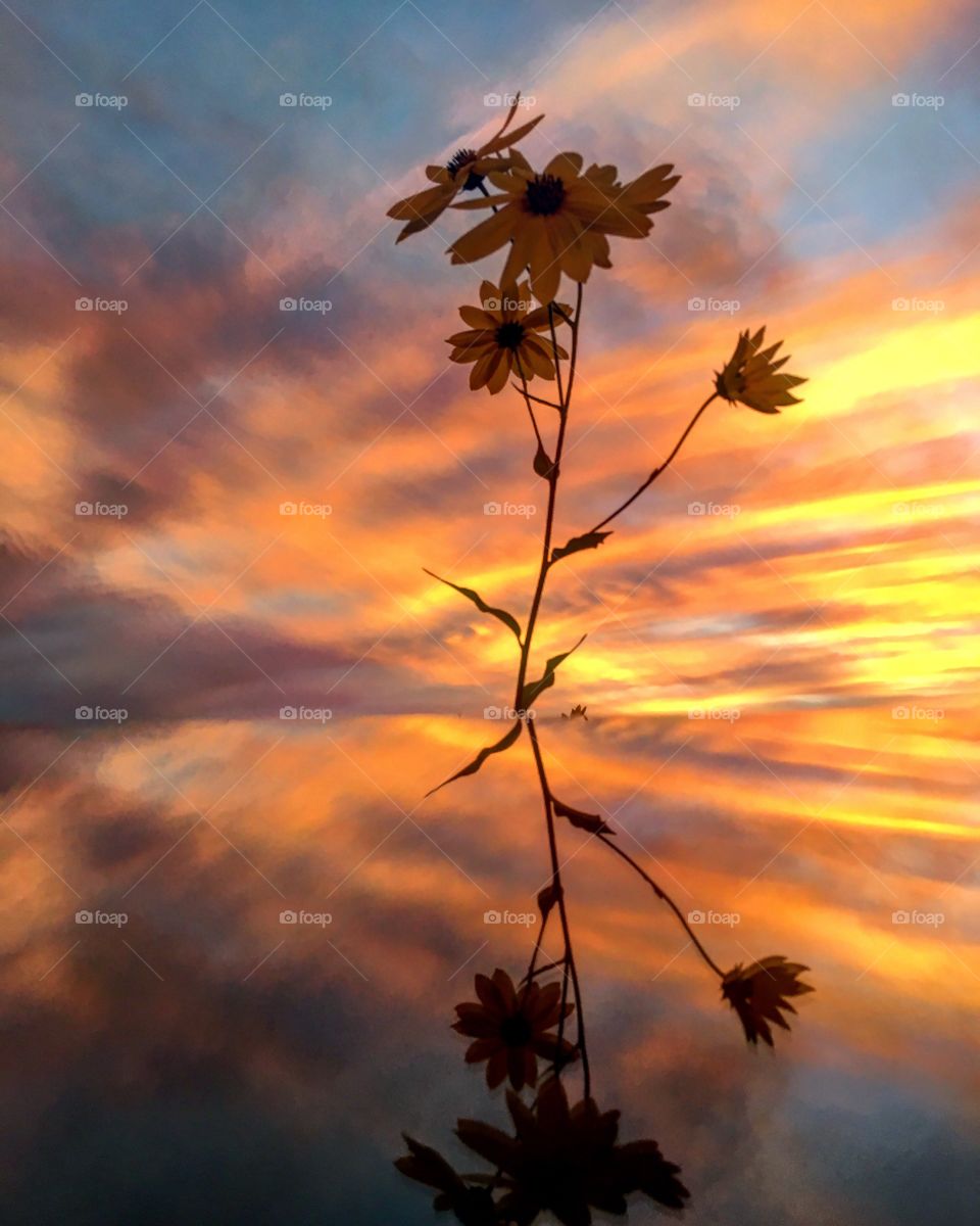 Sunset flower