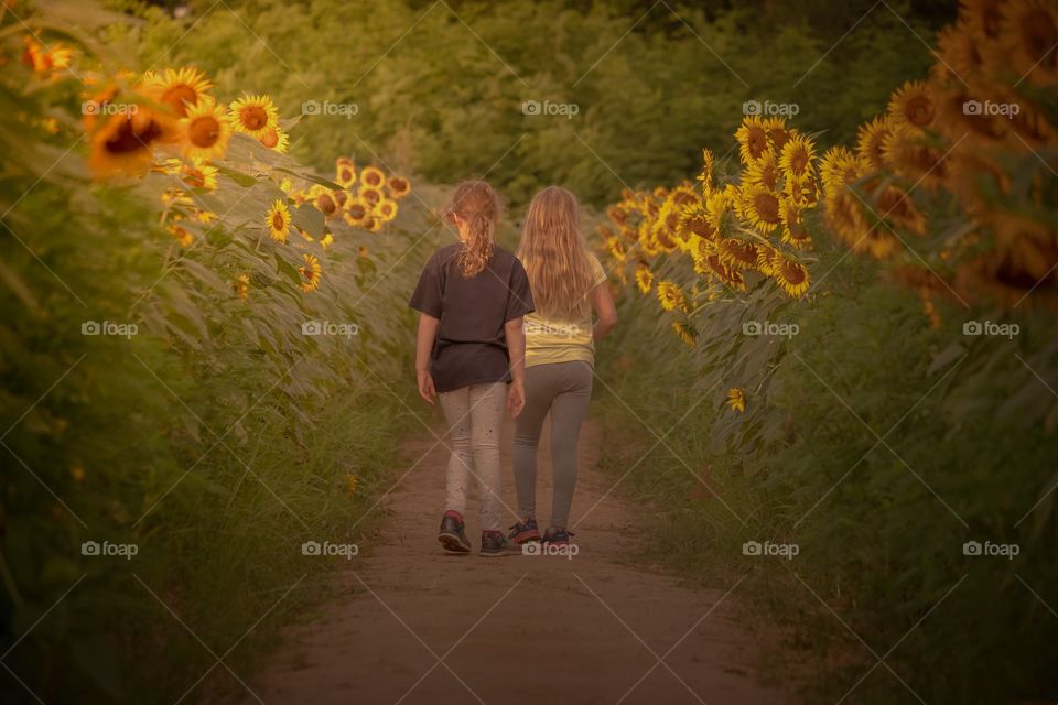 Young sisters kissed by the morning’s first light. Sunflower field in Dorothea Dix Park in Raleigh, North Carolina. 