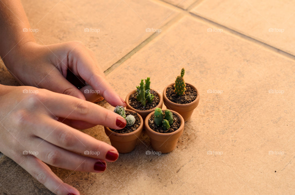 Woman hand planting cactus plant
