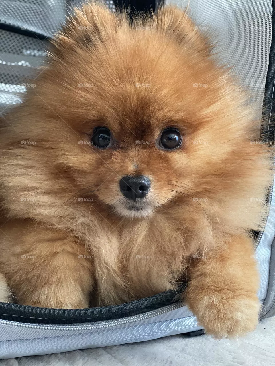 Theo Bear