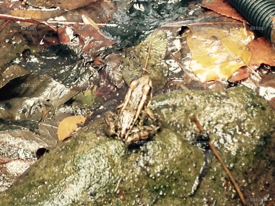 Garden Frog 