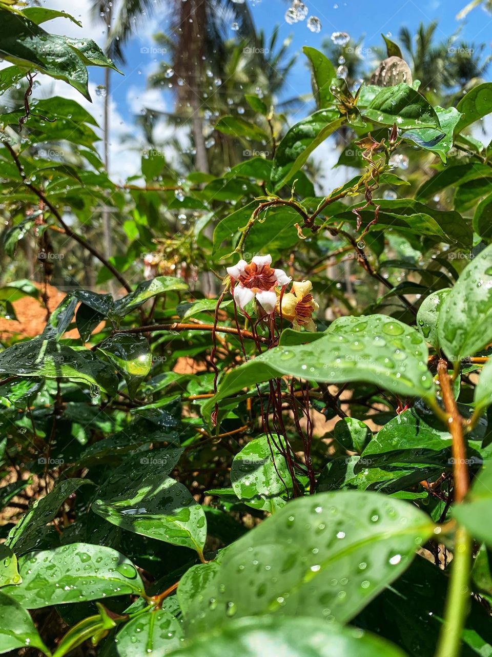 Drops of water falling on the leaves of a Strophanthus perussii tree in Sri Lanka 