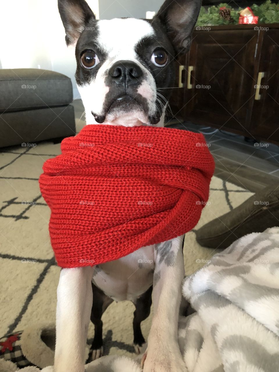 Small Boston terrier with red scarf 