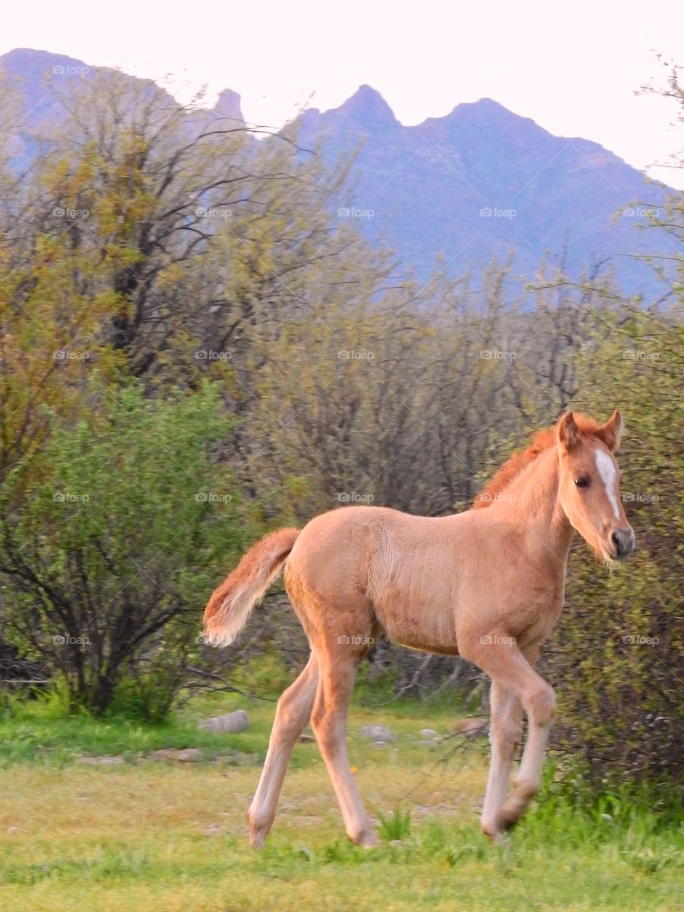 High angle view of horse in field