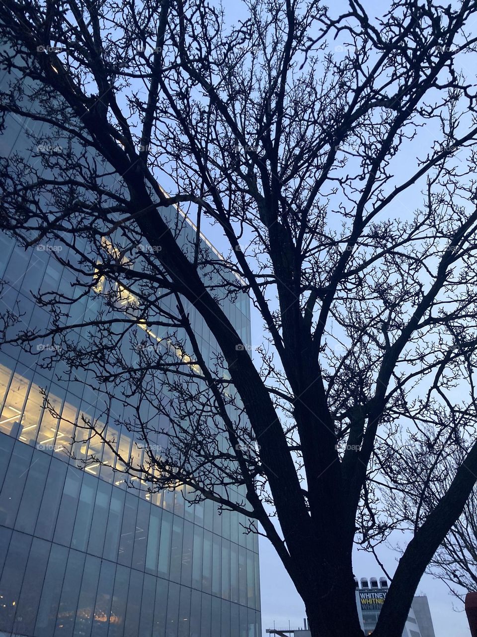 Tree silhouette in front of building in New York City