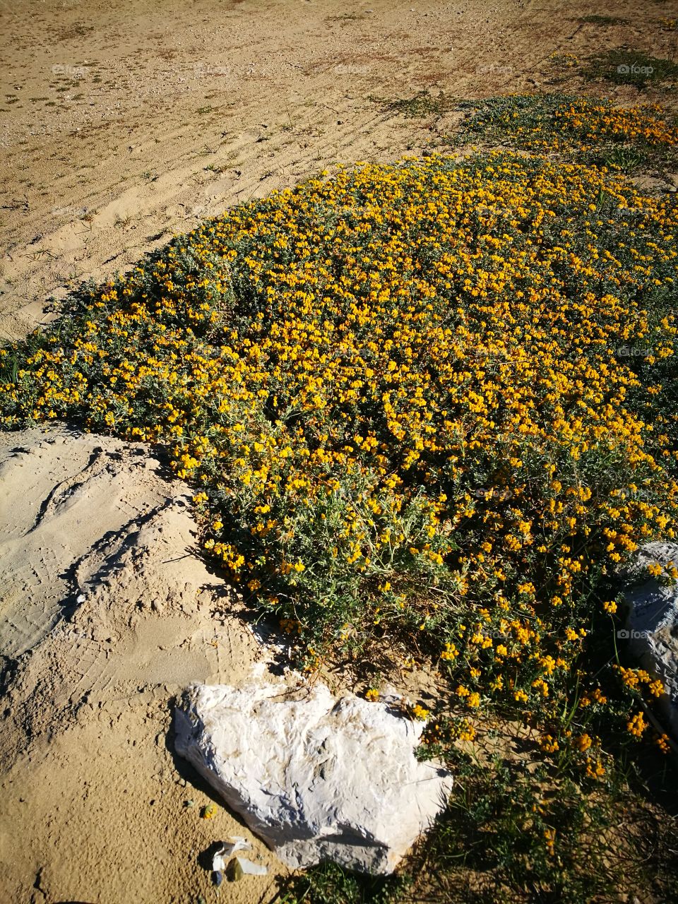 Fiori nella sabbia