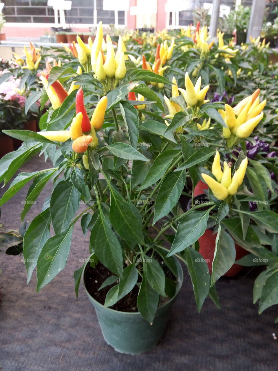 ornamental pepper
