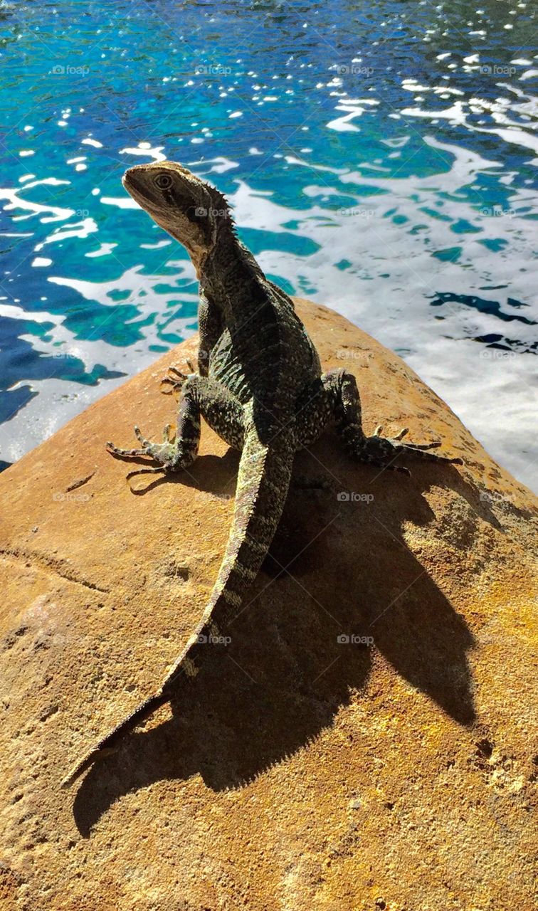 Water Dragon Lizard on a rock in front of a pool