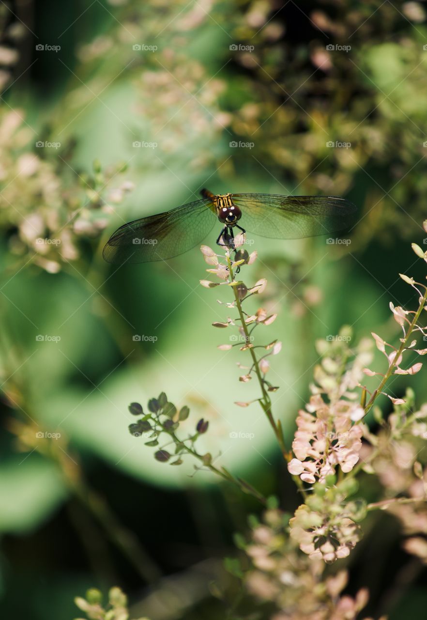 Female Blue Dasher Dragonfly on wild flower 