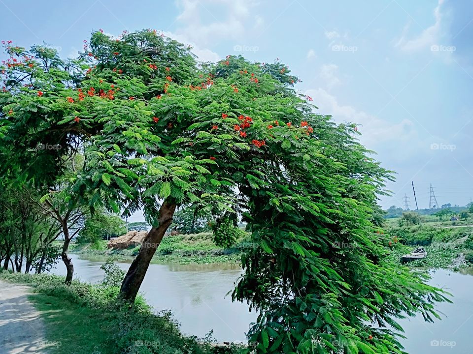 The village of Krishnachura is standing on the bank of a small river
