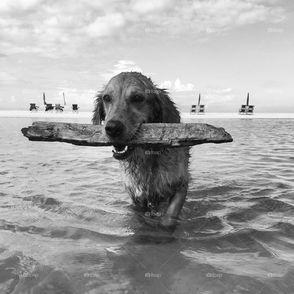 Dog carry wooden stick in mouth and walking in lake