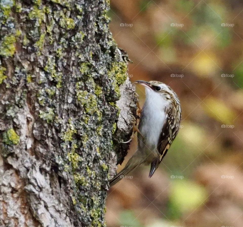 Treecreeper