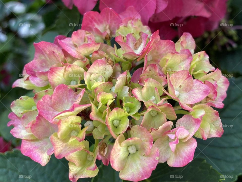 Hydrangeas