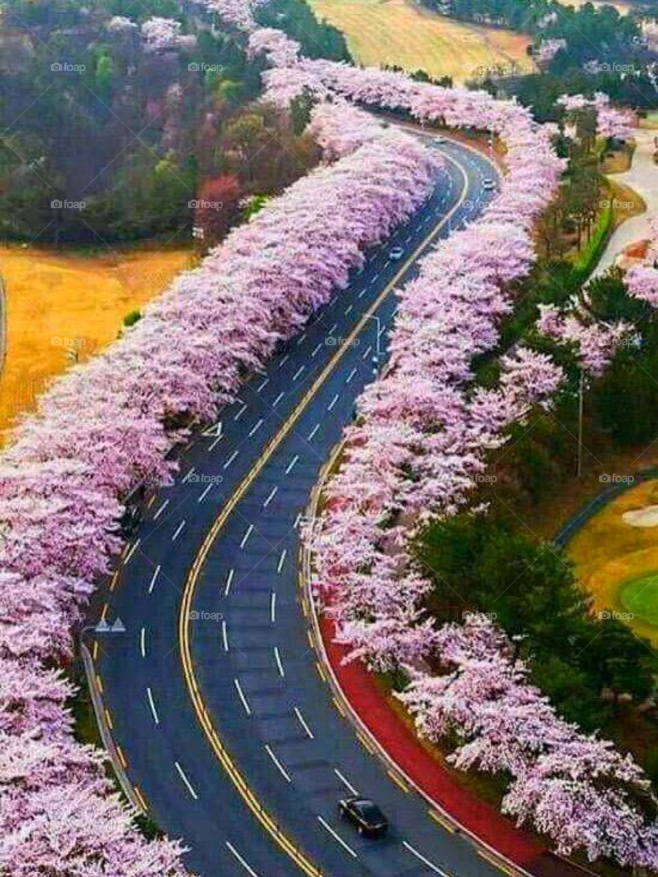 beutifull flower road