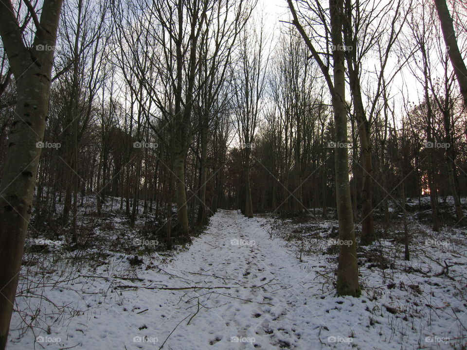 Winter, Snow, Tree, Wood, Weather