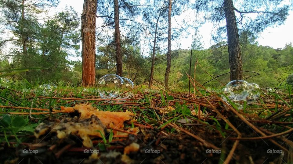 beautiful view with bubbles in the forest