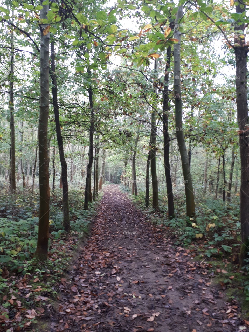 Wood, Tree, Leaf, Landscape, Nature