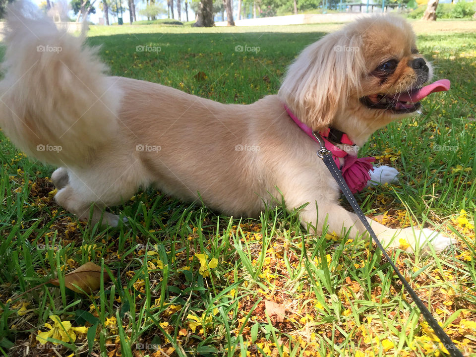 Pekingese chilling out