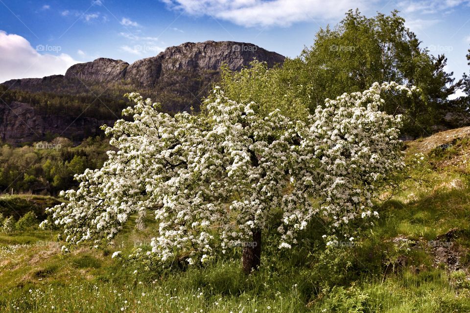 Scenic view of apple blossom