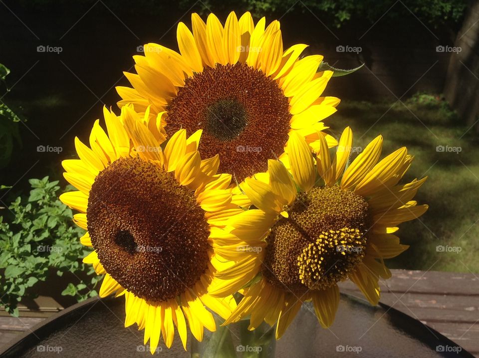 A close up of a beautiful sunflower.