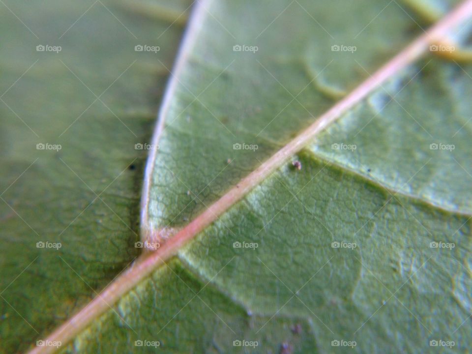 Leaf veins