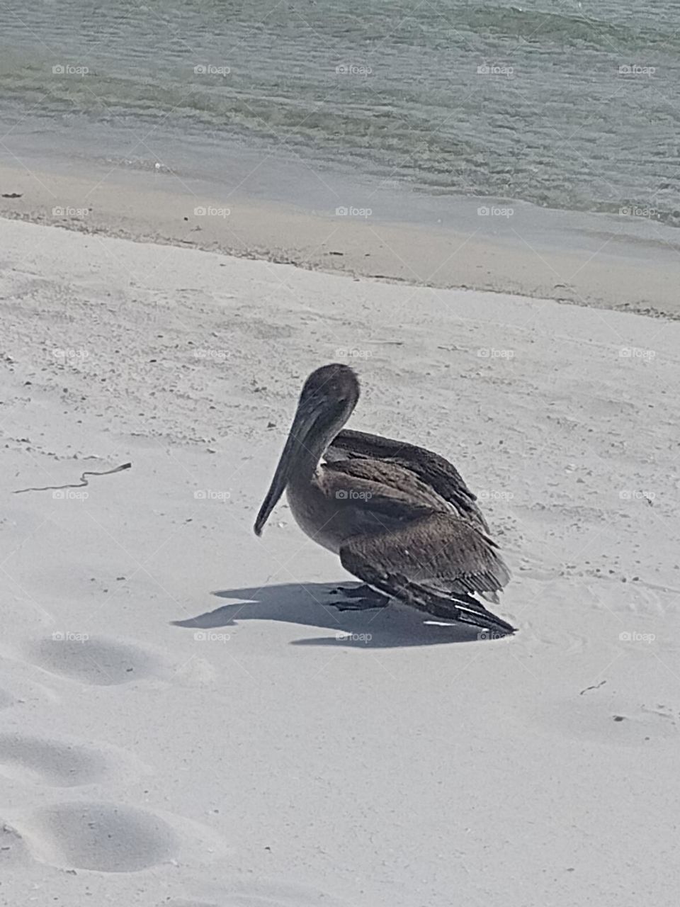 Pelican on the Beach