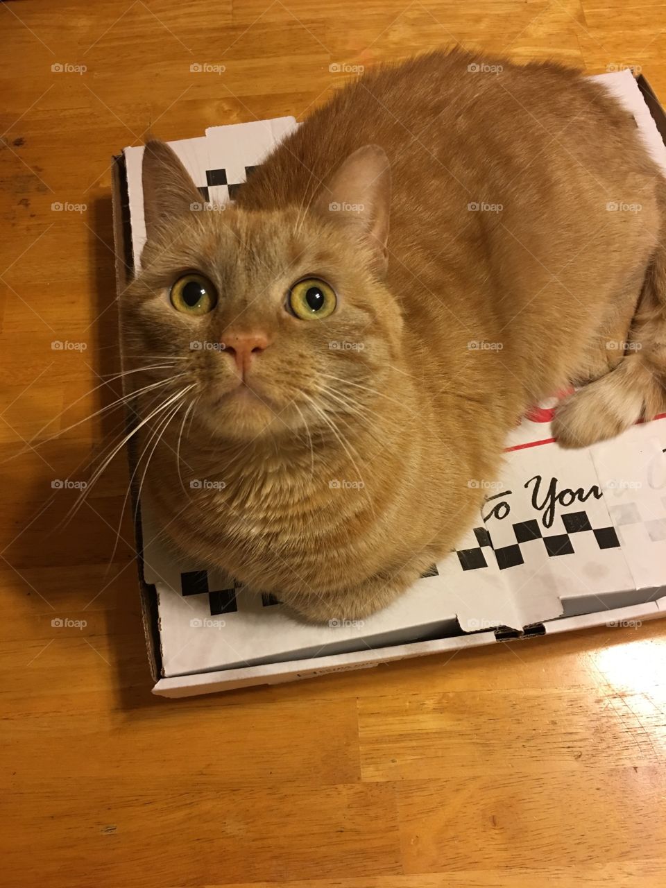 Pizza kitty
