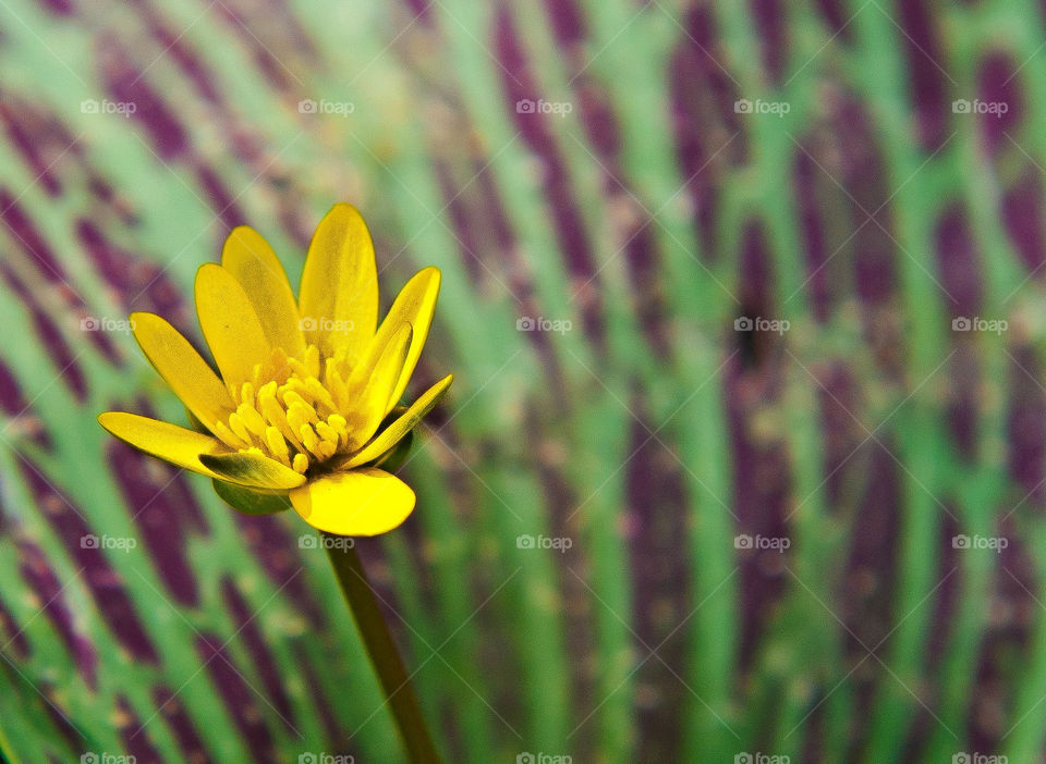 spring colorful by AS74