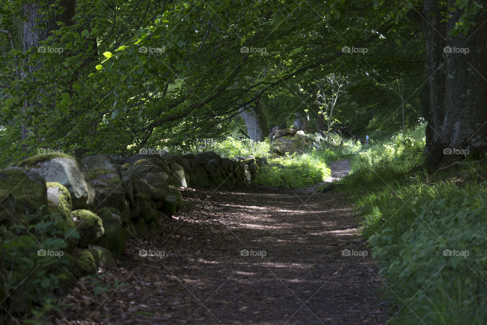 Hiking trail in green lush forest 