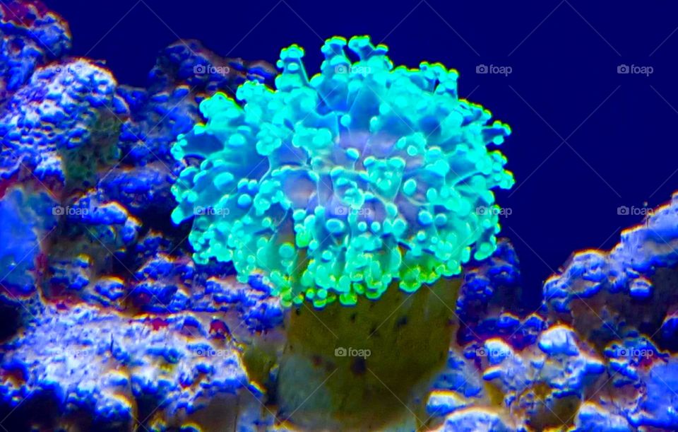 Fish tank coral
