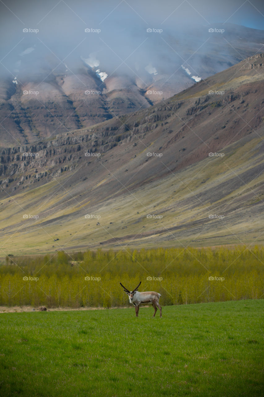 Reindeer in vik iceland 