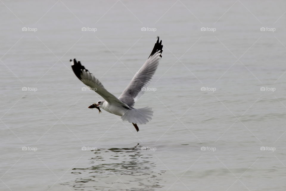 Fish,  it's what's for dinner