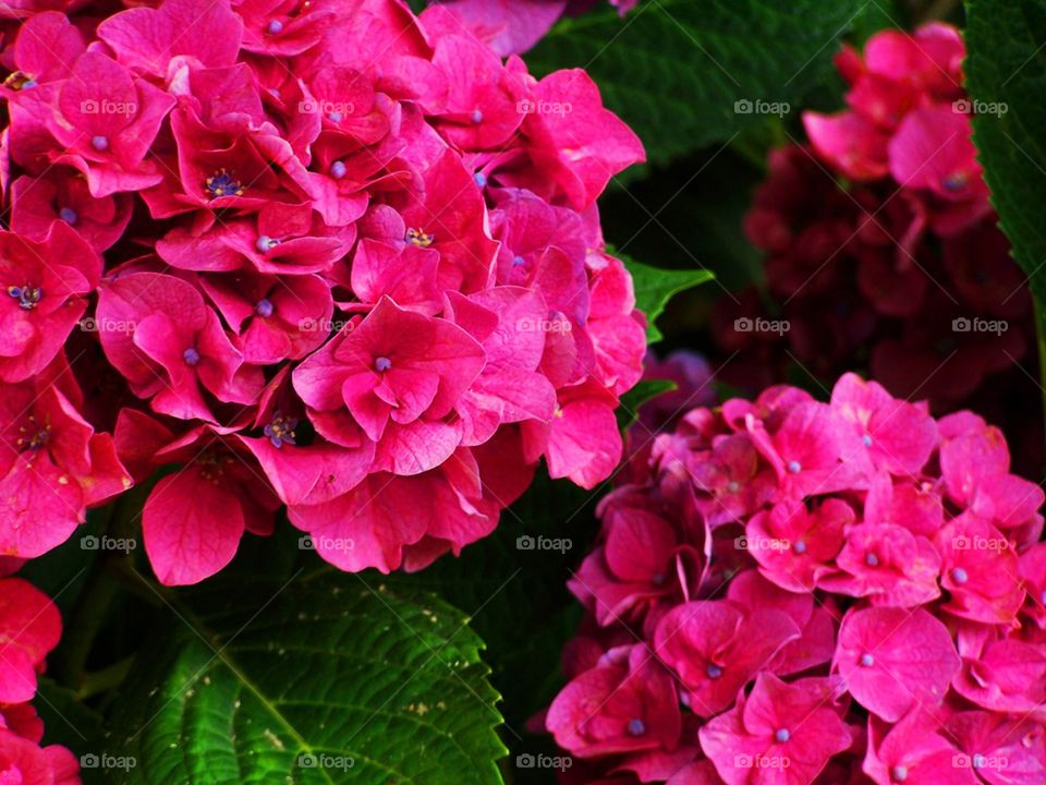 Pink hydrangea 