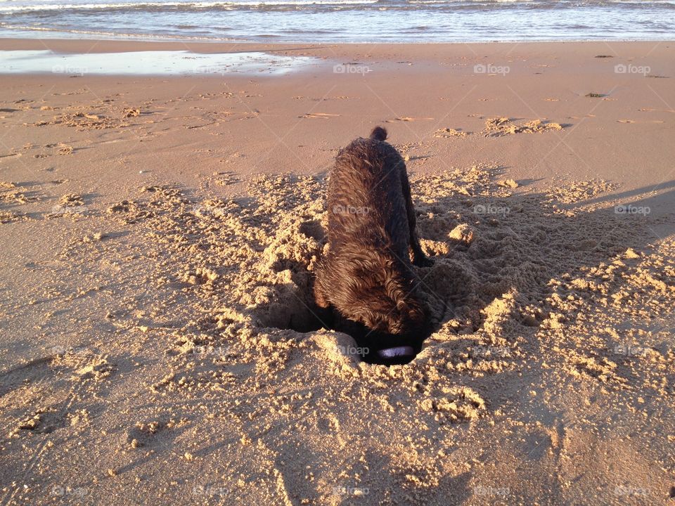 Dog in sand