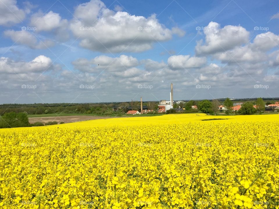 Field, Denmark