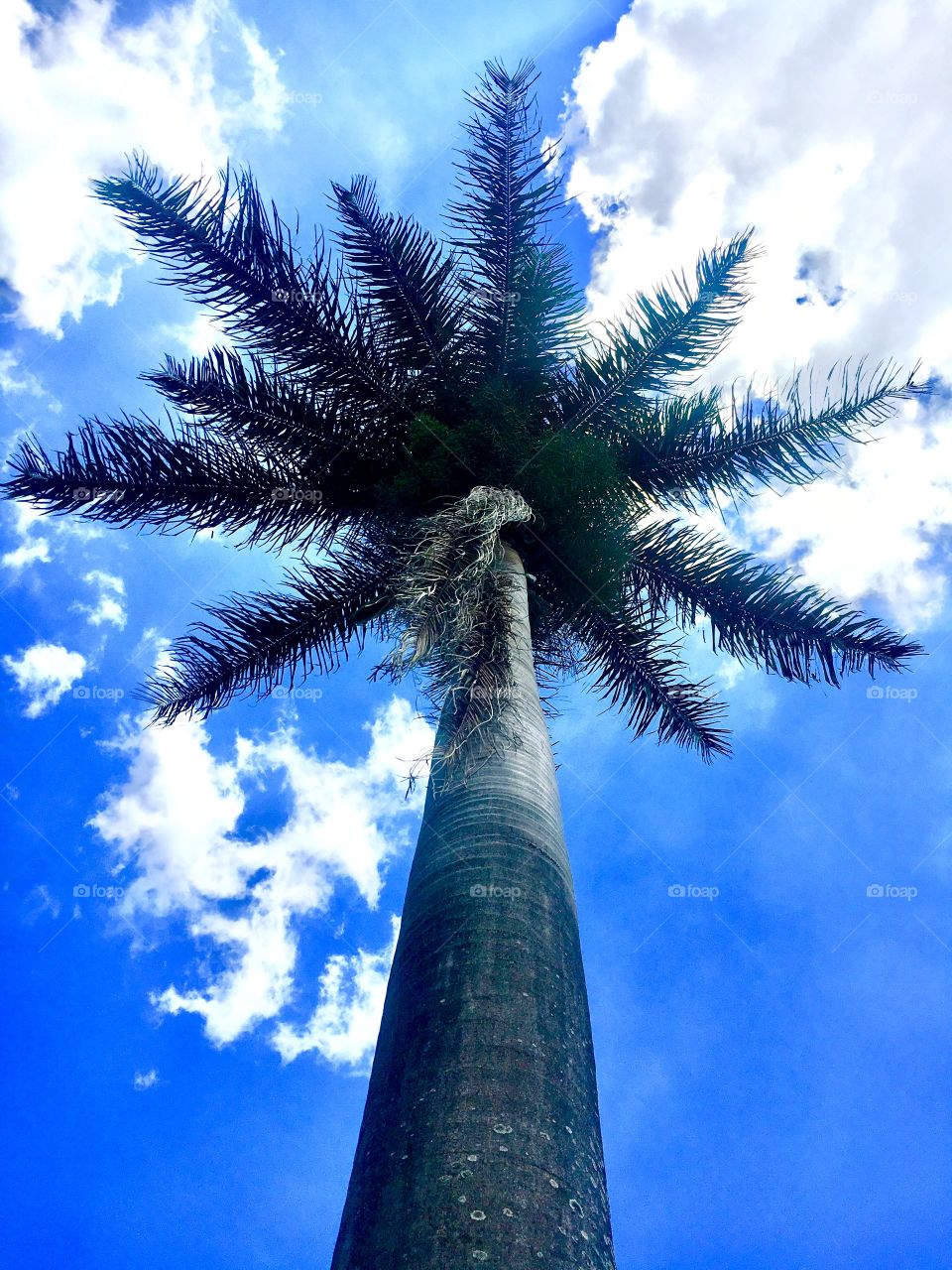 Palm tree and blue skies 