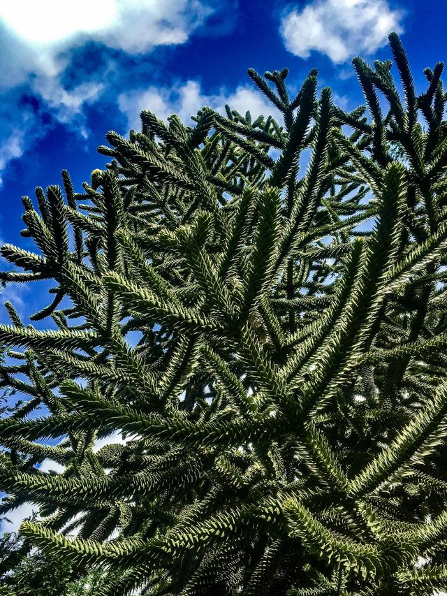 Pine