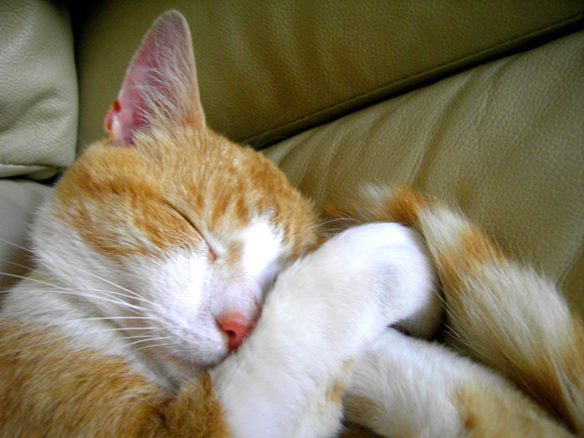 face sweet cat sleeping by joannieofarc