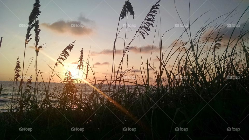 wild oats. outer banks, NC sunrise