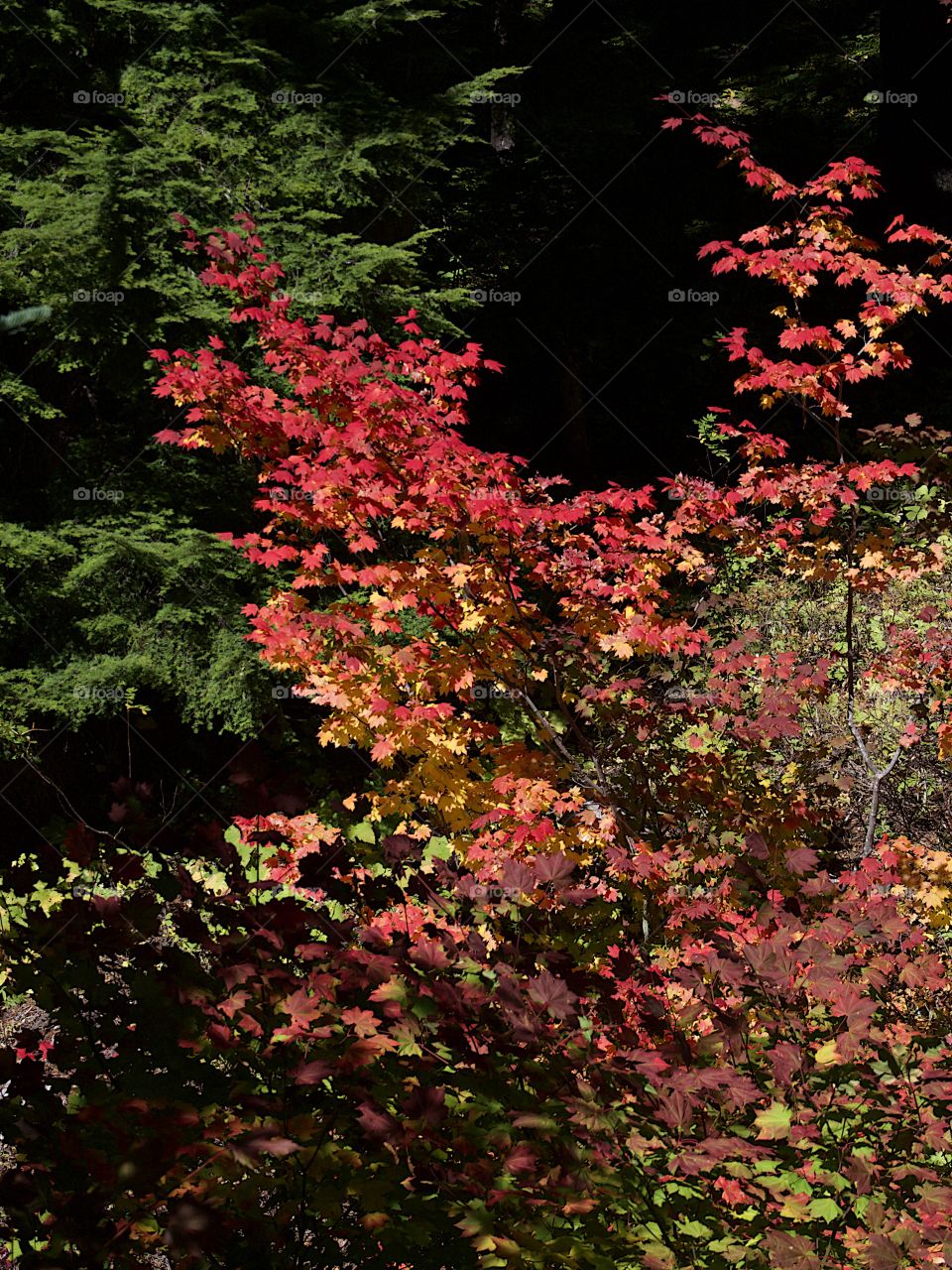 Maple trees in the forests of Western Oregon with leaves shining in their stunning fall colors of red, orange, and yellow on a sunny autumn day. 