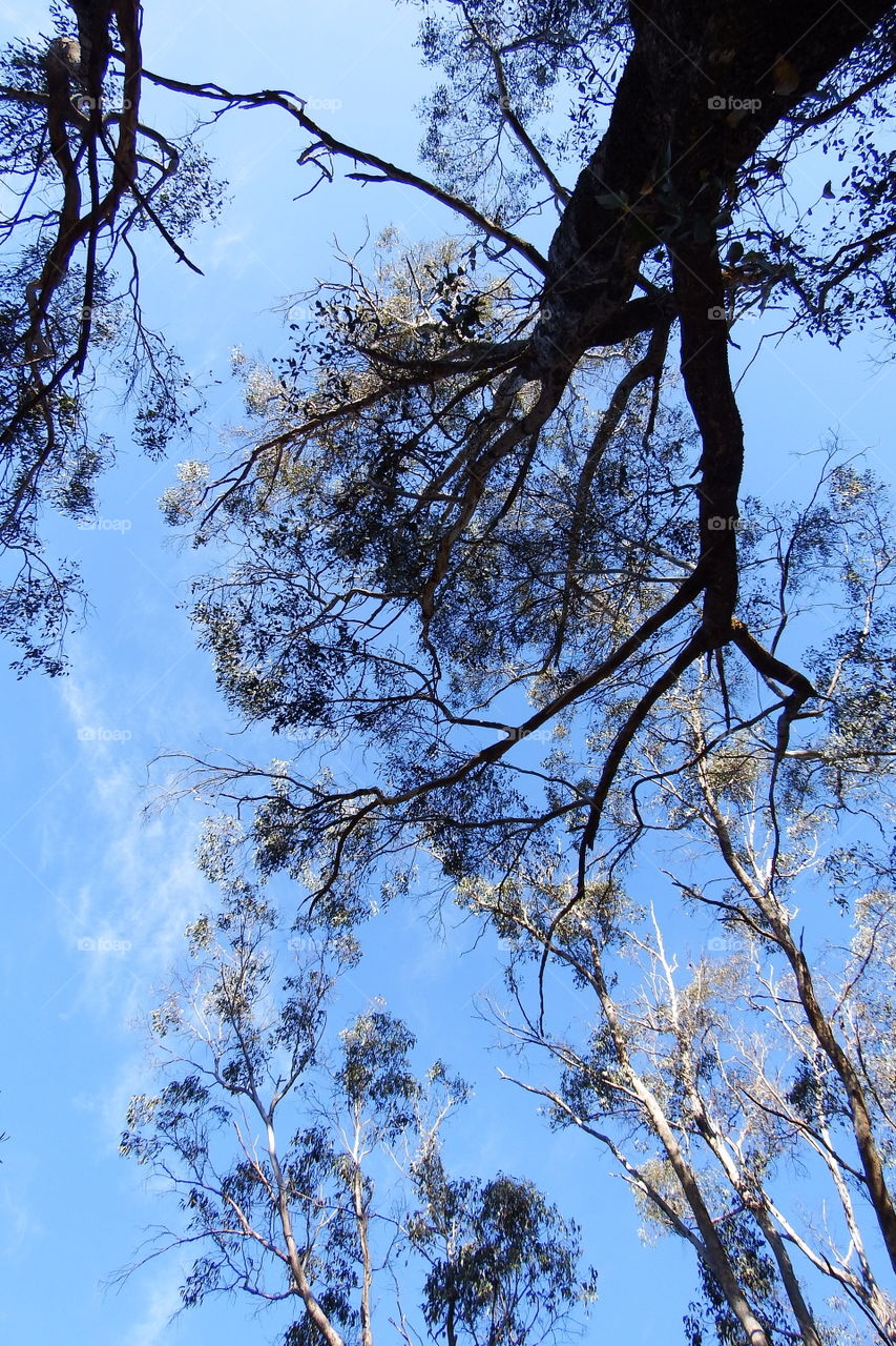 bright sky over tree at national park, bright sky