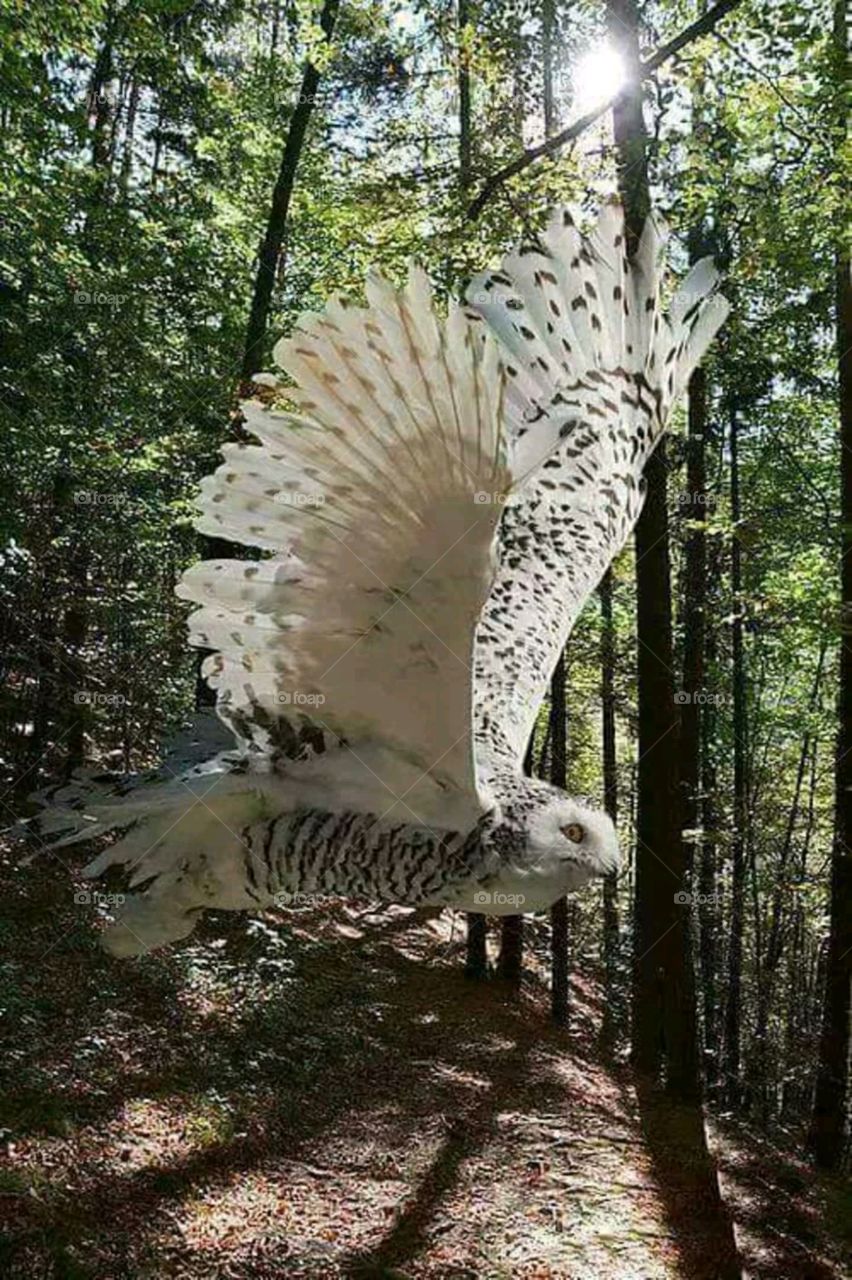 Flying Owl bird in forest