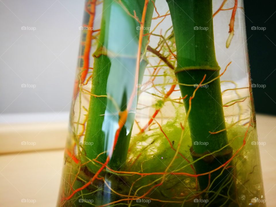 Close-up of green bamboo