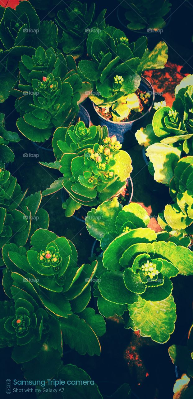 green colour stories