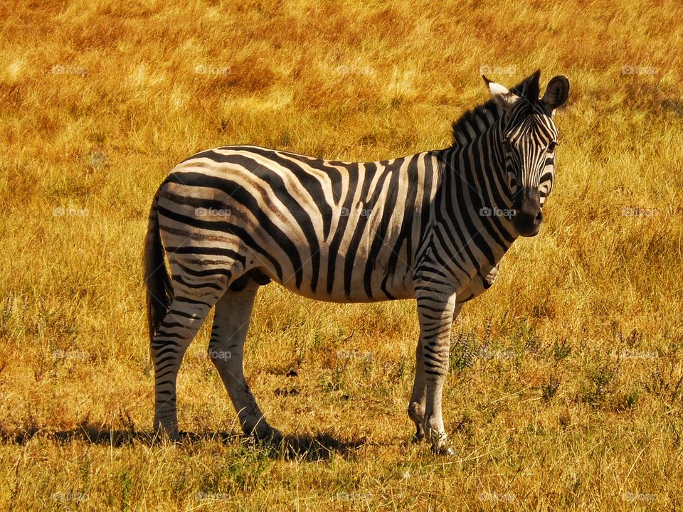 Zebra In The Wild