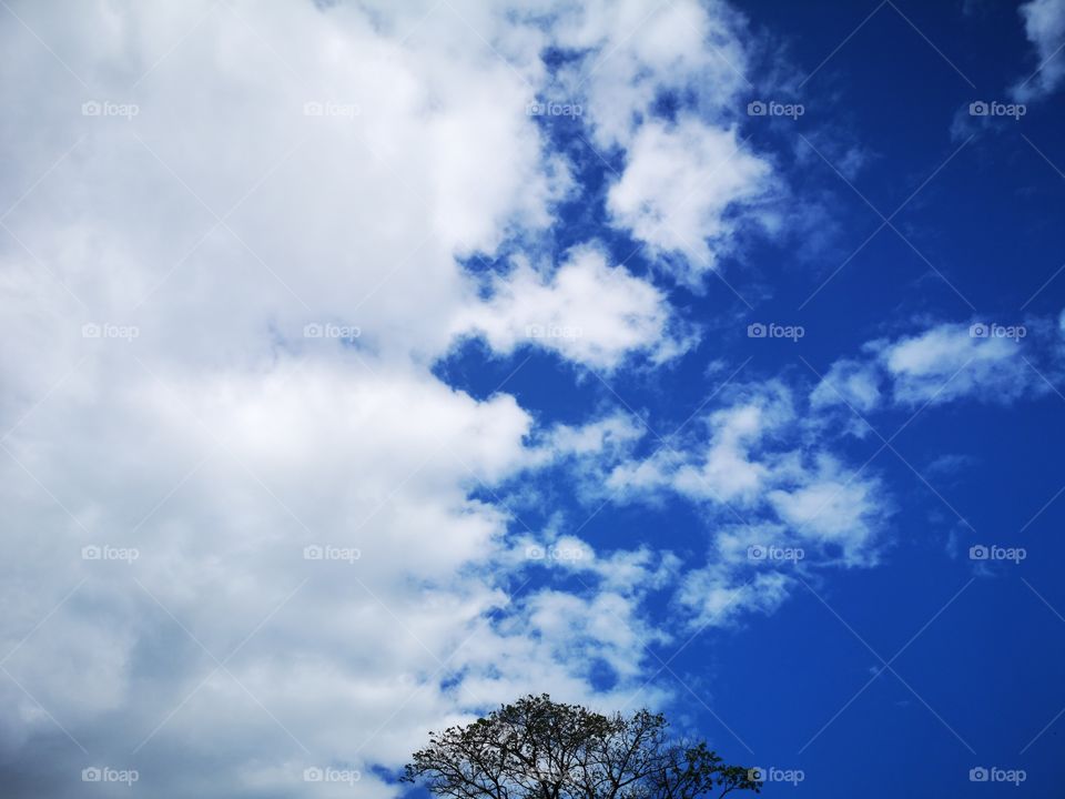 Tree tops with a division of white clouds and blue sky.