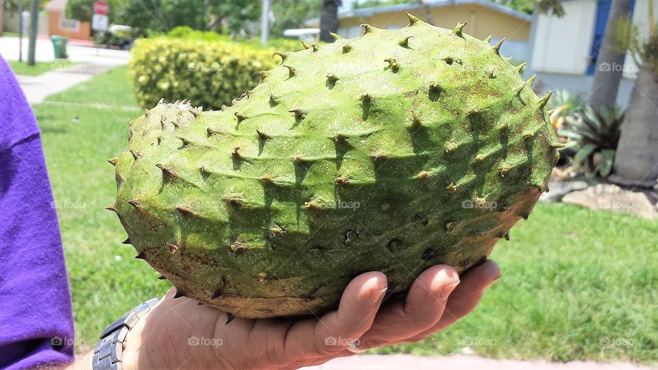 soursop