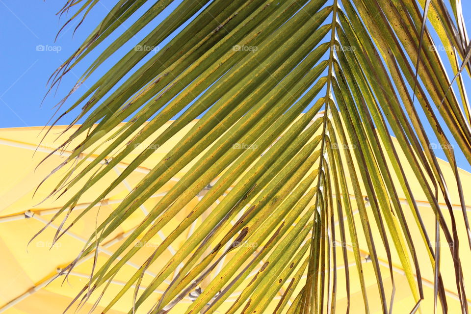 Palm Fran. Palm tree